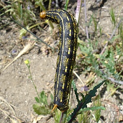 hyles lineata and camissonia californica - white lined sphinx caterpillar on california primrose hyles lineata and camissonia californica